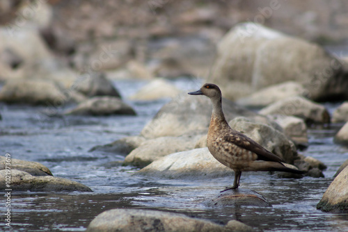 patos silvestres nadando en un rio empedrado de los andes peruanos