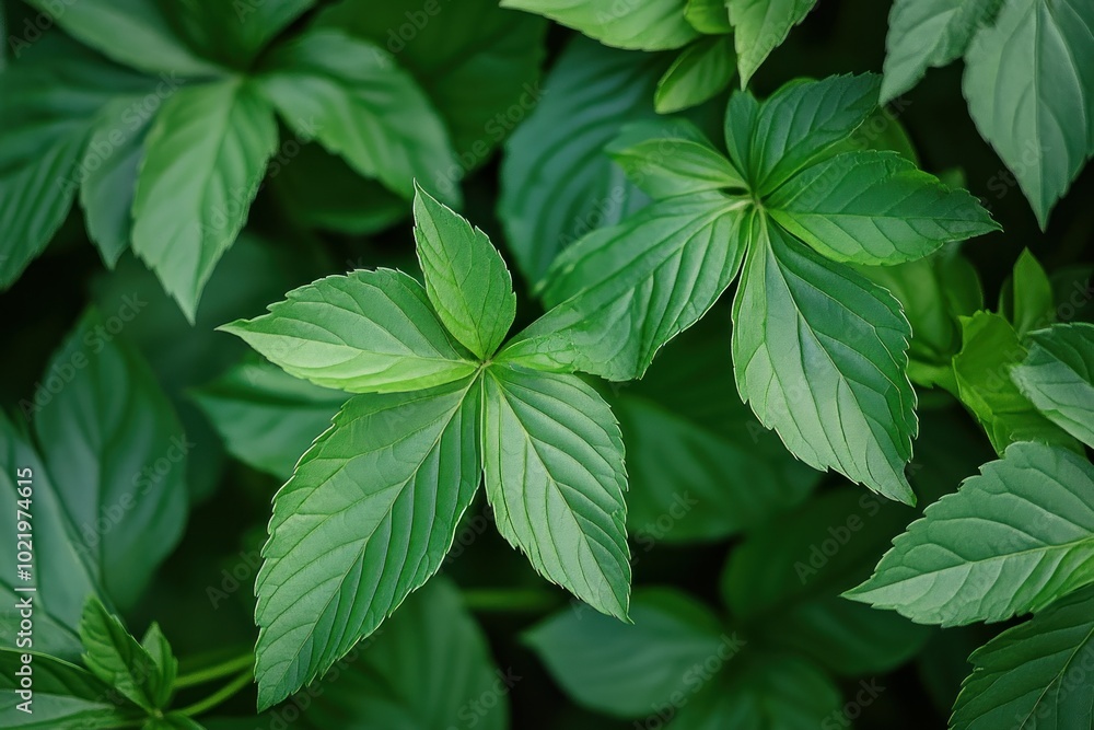 Lush Green Leaves Close-Up View for Nature Lovers Lush Green Leaves Close-Up View for Nature Lovers