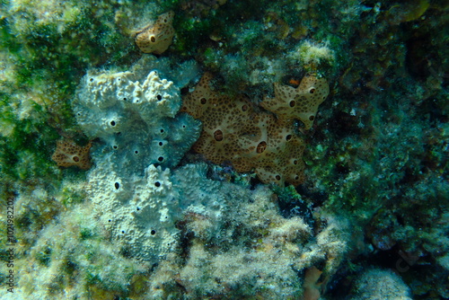 Atypical stinker sponge (Sarcotragus fasciculatus) and Crater sponge or honeycomb sponge (Hemimycale columella) undersea, Aegean Sea, Greece, Syros island, Azolimnos beach photo