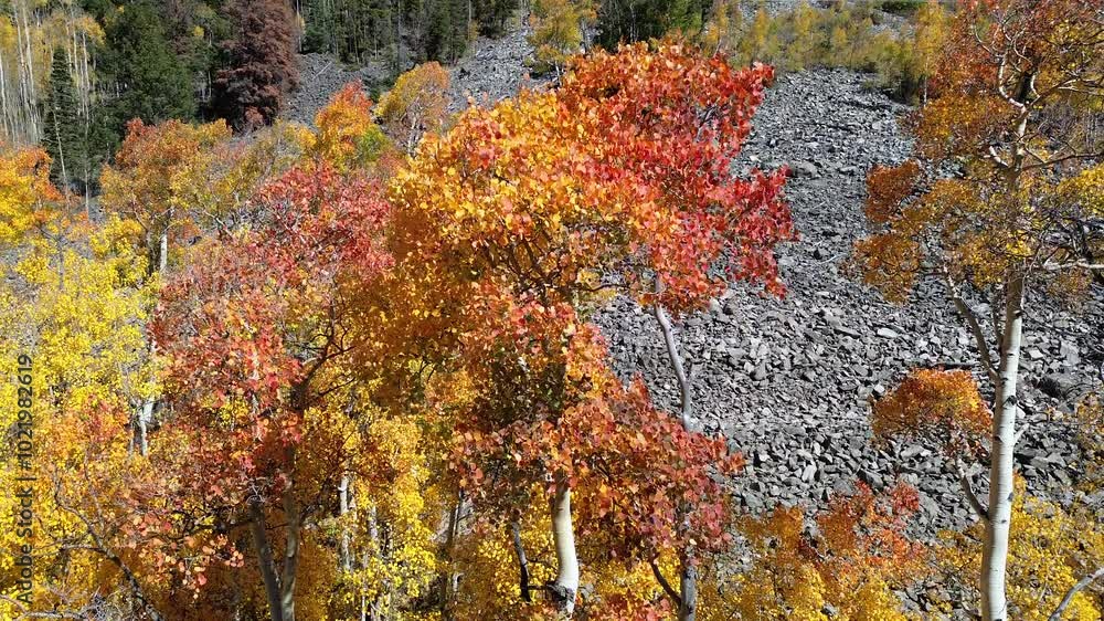 Fall Season in the Southern Colorado Mountains, America, USA. Stunning Aerial Views of Golden Aspens in Rocky Mountains. Fall Season in the Southern Colorado Mountains, America, USA. Stunning Aerial Views of Golden Aspens in Rocky Mountains.