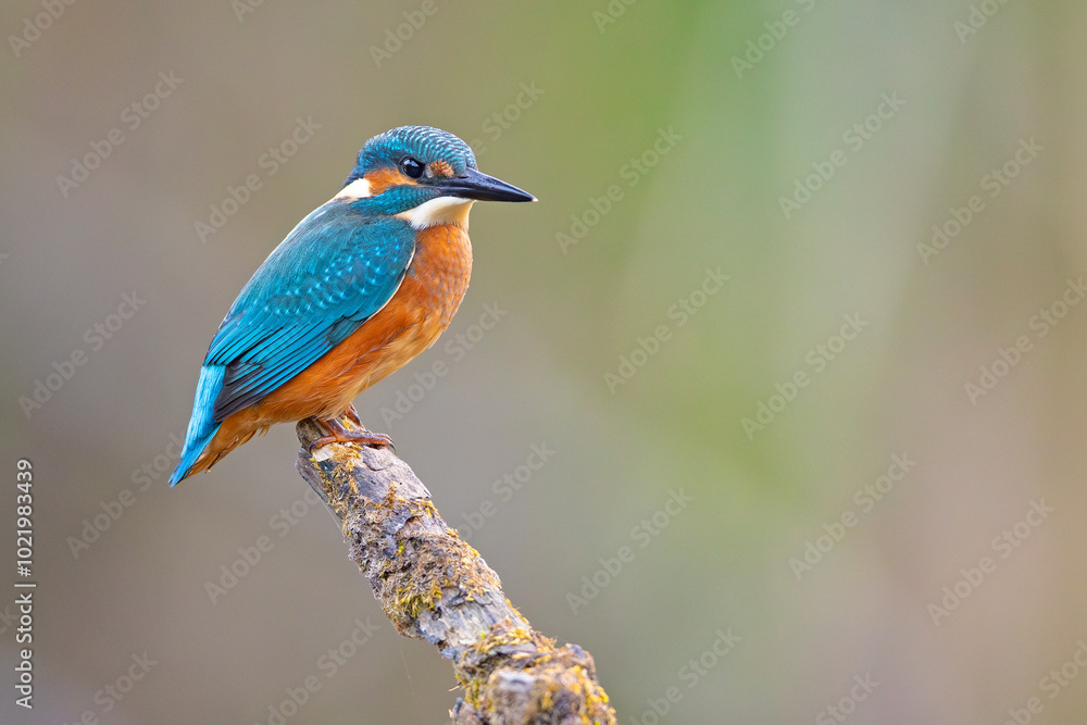 Zimorodek (Alcedo atthis) Zimorodek (Alcedo atthis)