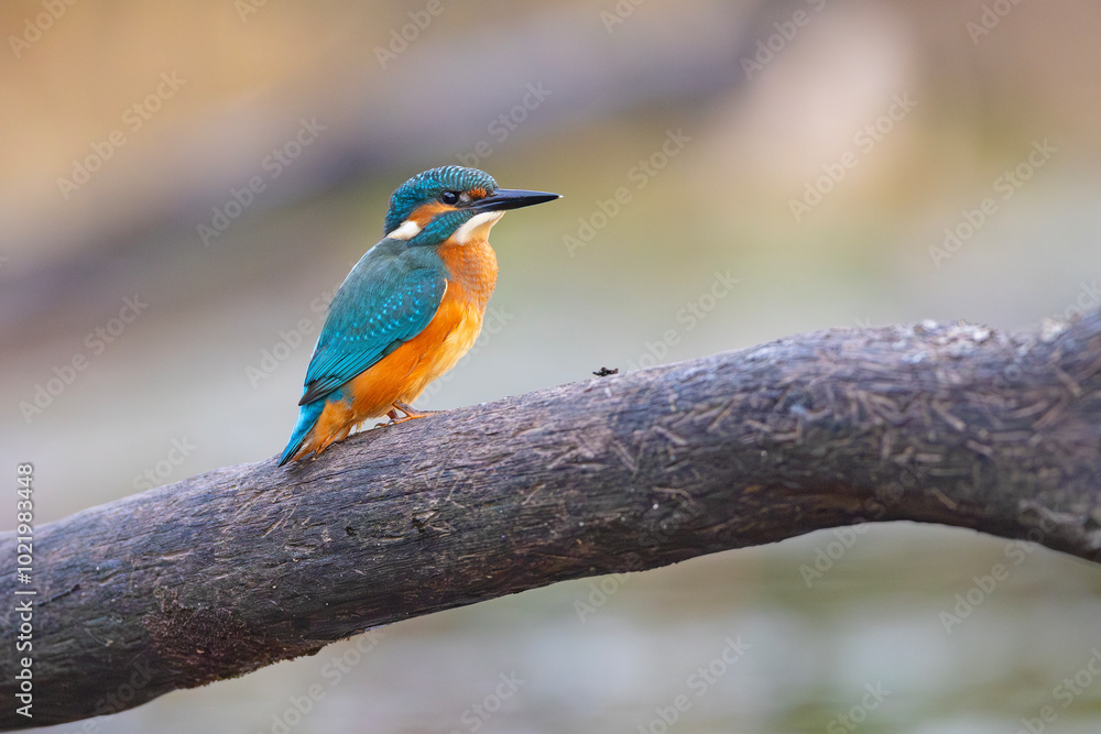 Fototapeta premium Zimorodek (Alcedo atthis)