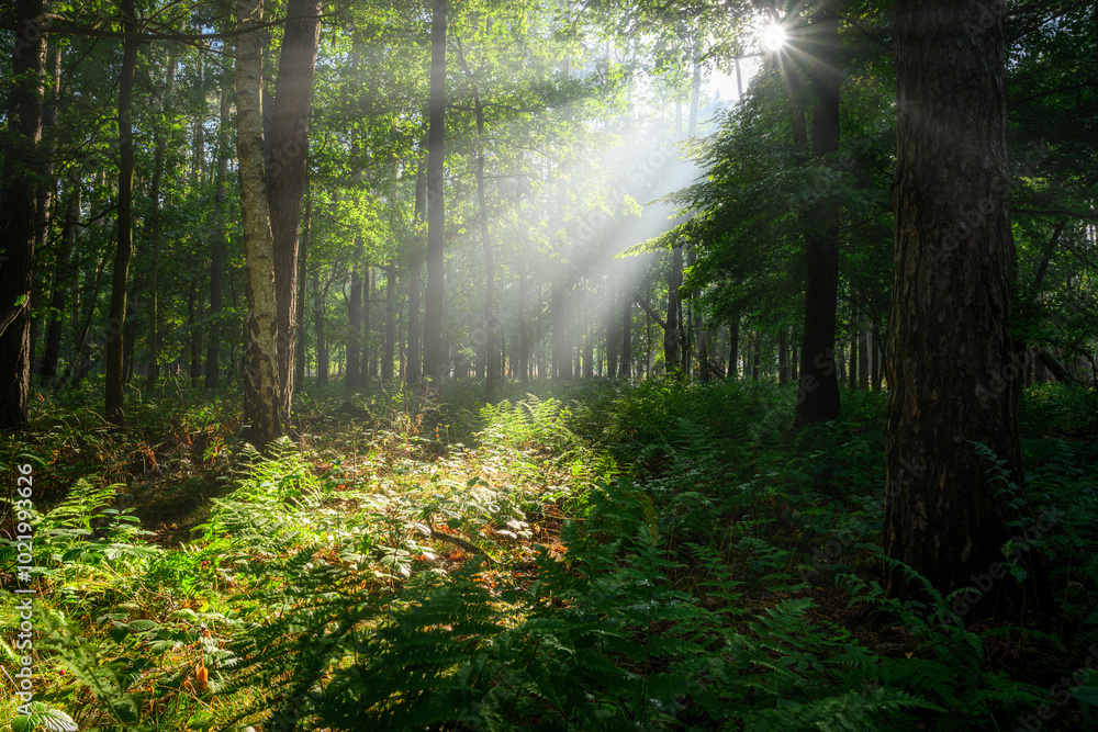 Fototapeta premium Beautiful sunny morning in green forest
