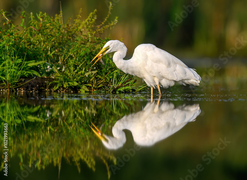 Great white egret ( Egretta alba ) close up