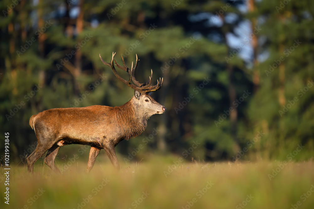 Obraz premium Deer male buck ( Cervus elaphus ) during rut