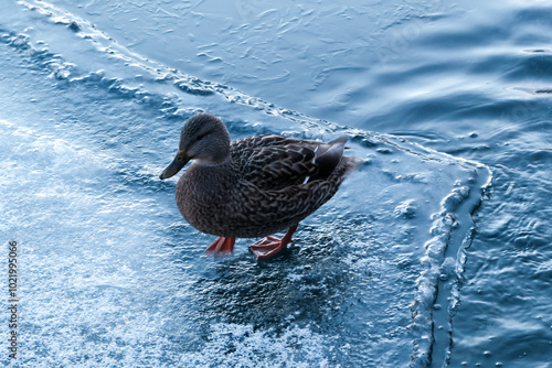 duck walking on ice photo