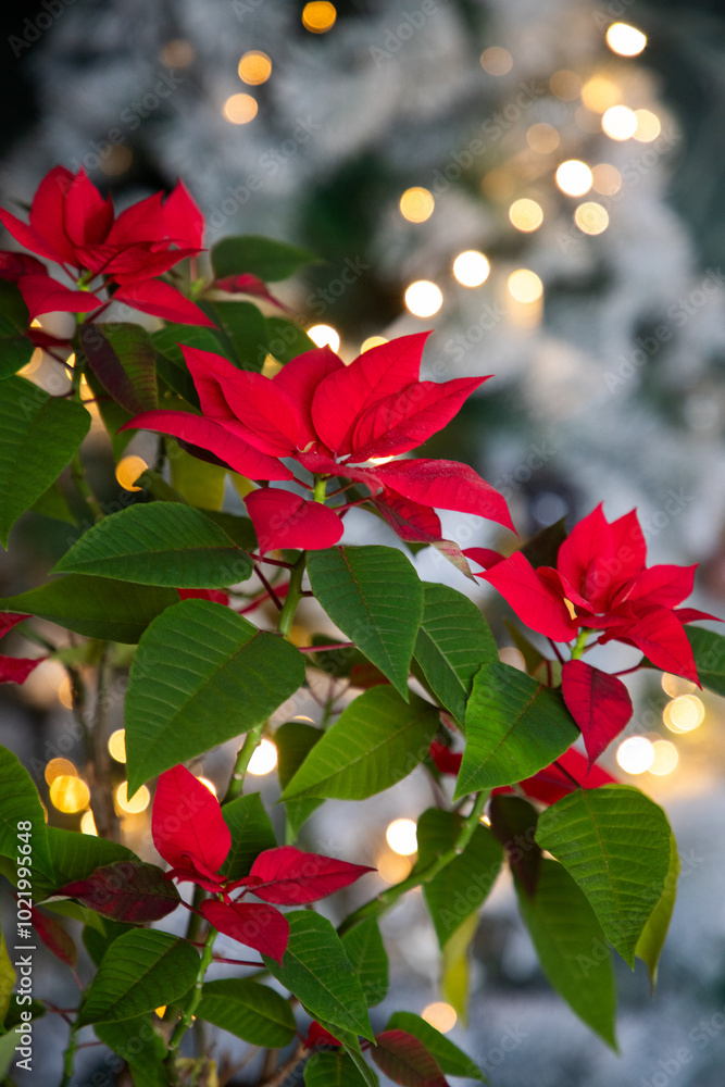 Naklejka premium vibrant red poinsettias and Christmas lights in background