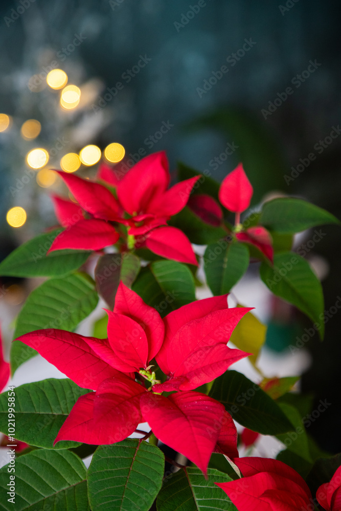 Fototapeta premium vibrant red poinsettias and Christmas lights in background