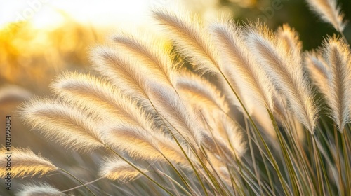 Soft Golden Light on Fluffy Grass in Nature Scene photo