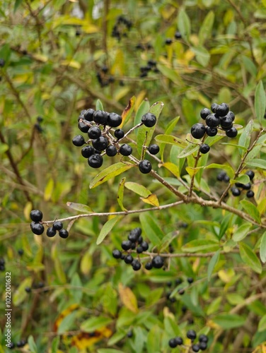 Black berries on a bird's tooth on a twig. 