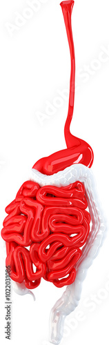 Human digestive system. Detailed anatomical illustration photo