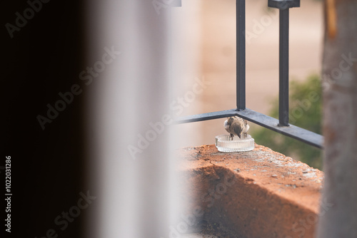 pájarito comiendo en esquina de balcón  photo