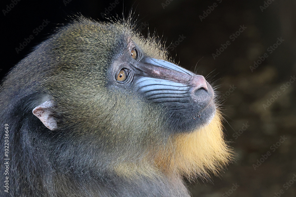 A mandrill (Mandrillus sphinx) portrait on background, close up