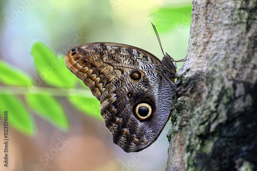 Obraz na płótnie Caligo atreus butterfly perching on tree bark w salonie