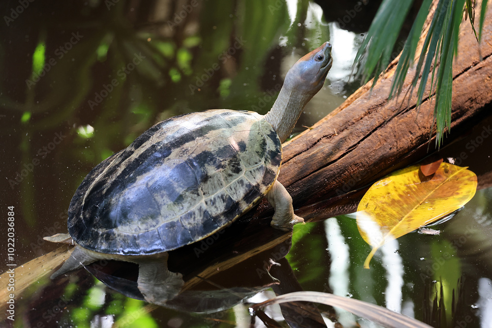 The painted terrapin, painted batagur, or saw-jawed turtle (Batagur borneoensis) ) on lake on nature background, close up