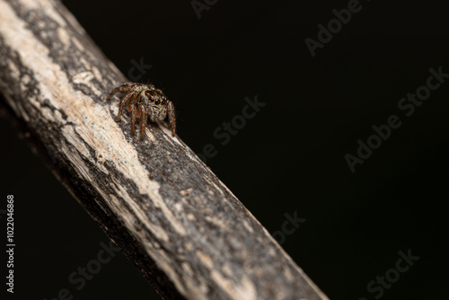 A baby jumping spider lurks on a branch