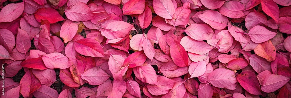 hot pink fall leaves covering the ground hot pink fall leaves covering the ground
