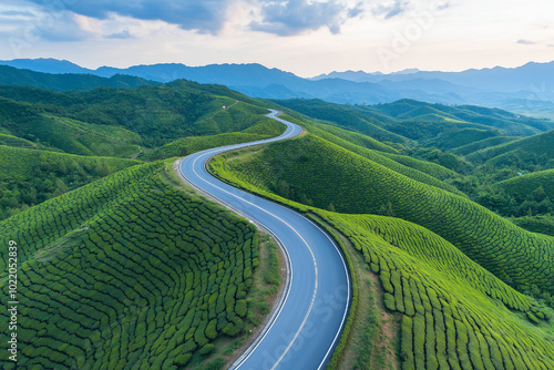 Beautiful road through the green tea plantation in the mountains