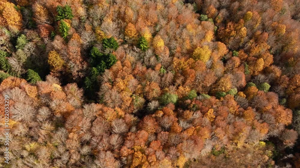 Orange Trees In Autumn Forest In The Italian Mountains Aerial View Orange Trees In Autumn Forest In The Italian Mountains Aerial View