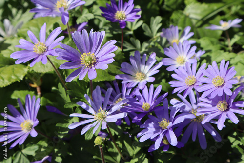 Anemone blanda flower with blue petals and green leaves on a sunny day