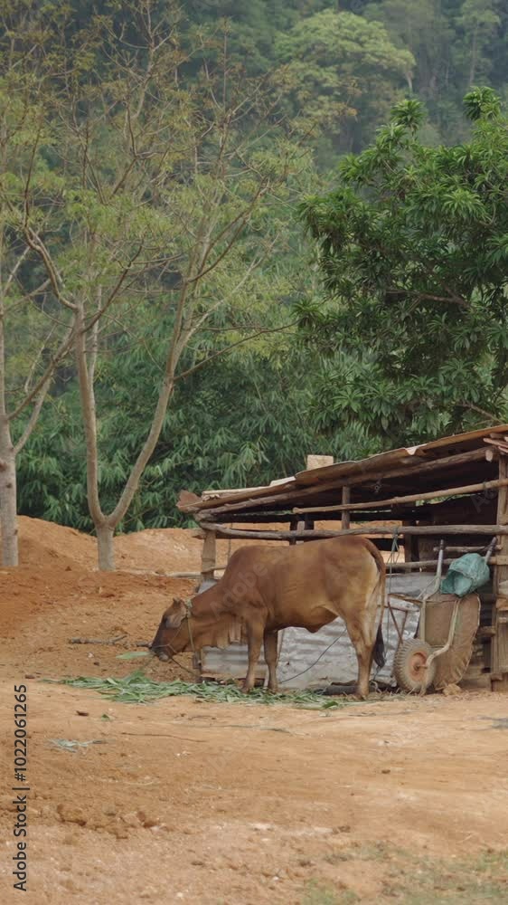 Two cows graze peacefully in an arid land in a poor and humble area of Vietnam Two cows graze peacefully in an arid land in a poor and humble area of Vietnam