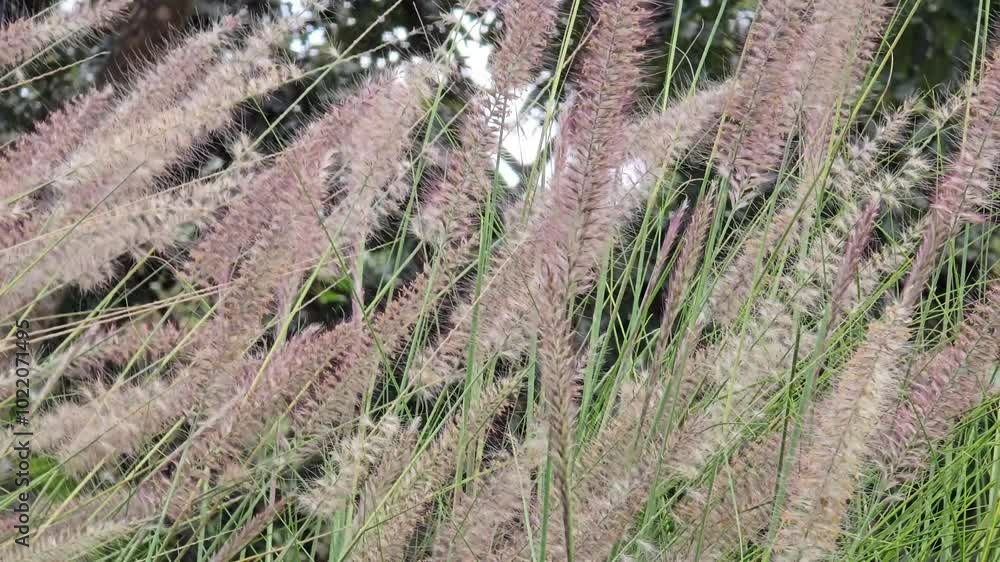 Hairy Pennisetum Ferns Swing in the Wind. Hairy Pennisetum Ferns Swing in the Wind.