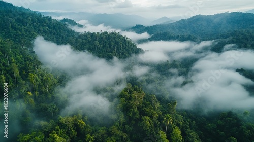 Breathtaking Aerial View of Lush Green Rainforest Surrounded by Misty Mountains