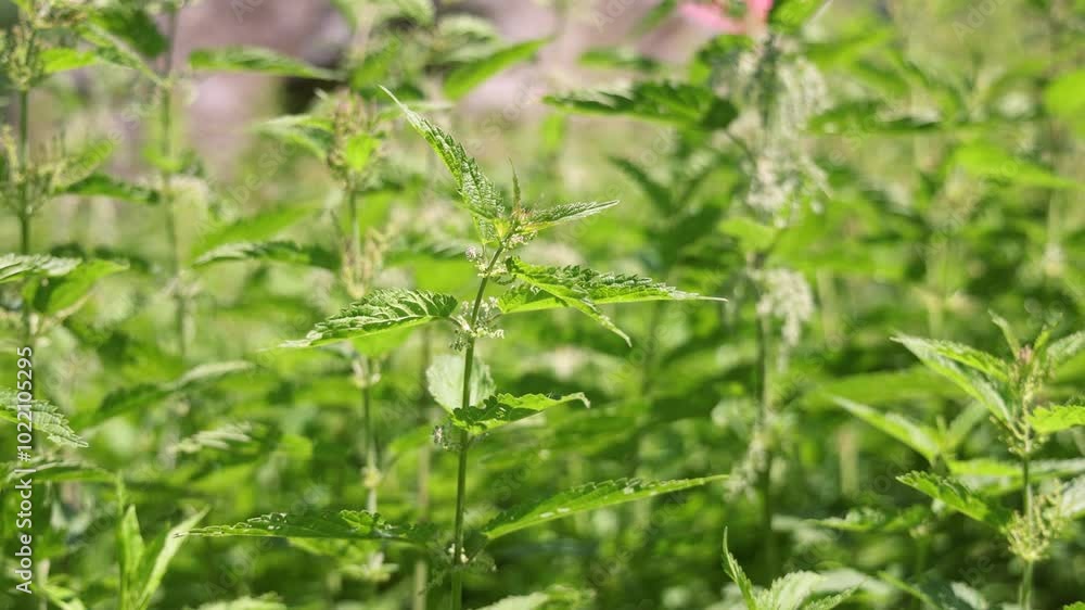 Herbalist gently harvesting fresh nettles in slow motion, surrounded by lush green leaves and natural sunlight. Selective focus Herbalist gently harvesting fresh nettles in slow motion, surrounded by lush green leaves and natural sunlight. Selective focus