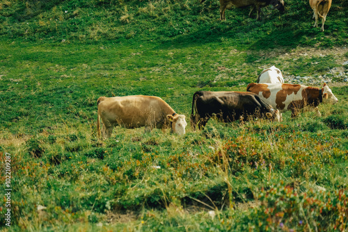 Cows on a mountain pasture in Austria eat grass.Cattle breeding.spotted cow on a green alpine meadow in the mountains photo