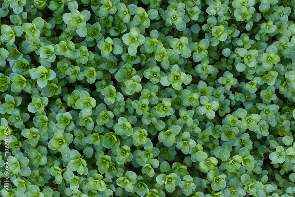 closeup view of small green leaves, sprout carpet wallpaper concept, nature background closeup view of small green leaves, sprout carpet wallpaper concept, nature background