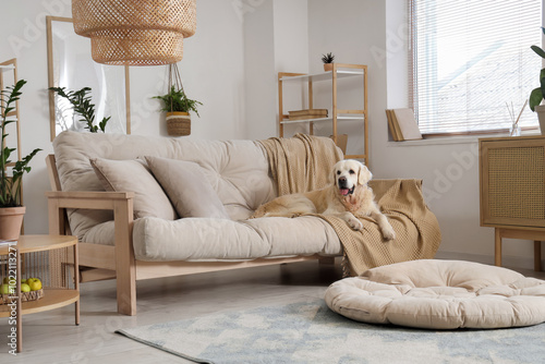 Adorable Labrador dog lying...