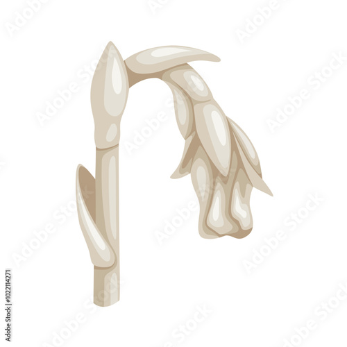 Illustration of Monotropa uniflora, also known as ghost plant, ghost pipe, or Indian pipe, isolated on white background.
