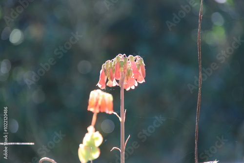 Kalanchoe daigremontiana with drooping red petals, illuminated by natural light. The minimalist composition with a dark background enhances the flower's simplicity and charm.