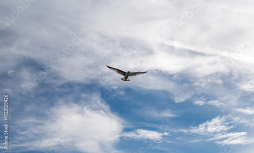 bird flying