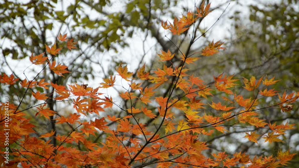 秋の紅葉
autumn leaves
