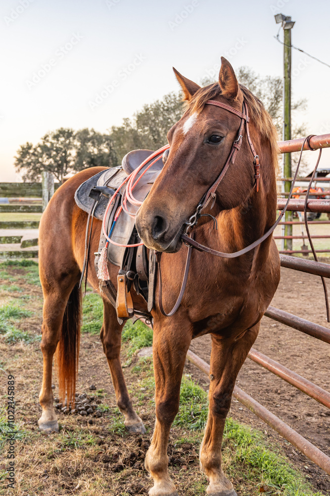 Obraz premium A bay horse with saddle and lariat, or lasso.