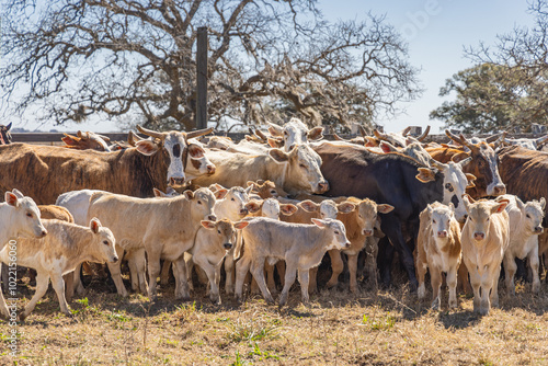 Wallpaper Mural Cows and their calves in a corral on a cattle ranch. Torontodigital.ca