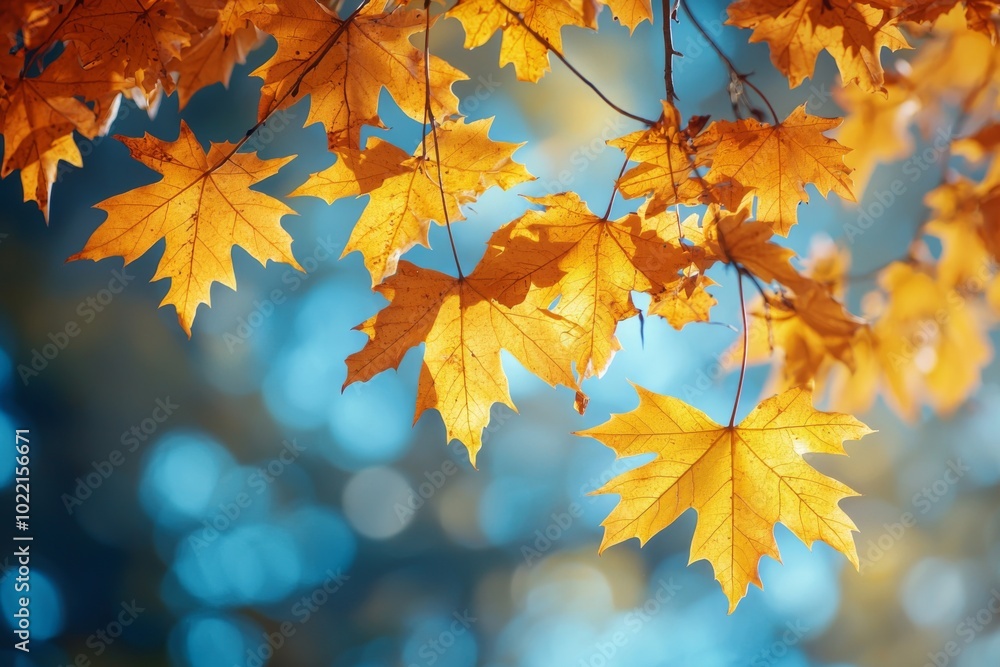 Fallen Leaves Season Background Fallen Leaves Season Background