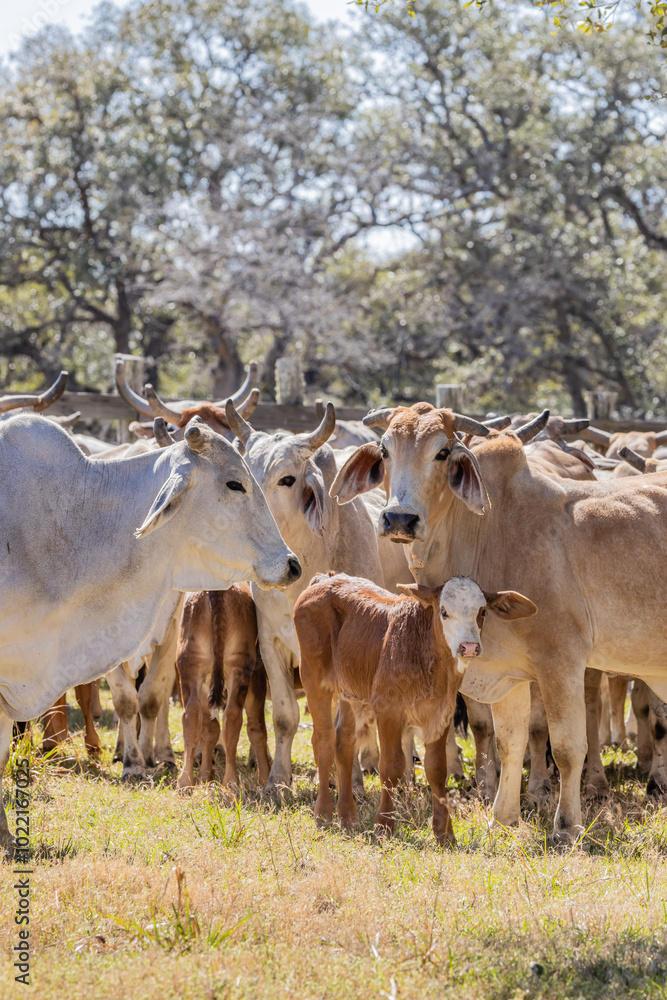 American Brahman cows and calves on a Texas ranch. American Brahman cows and calves on a Texas ranch.