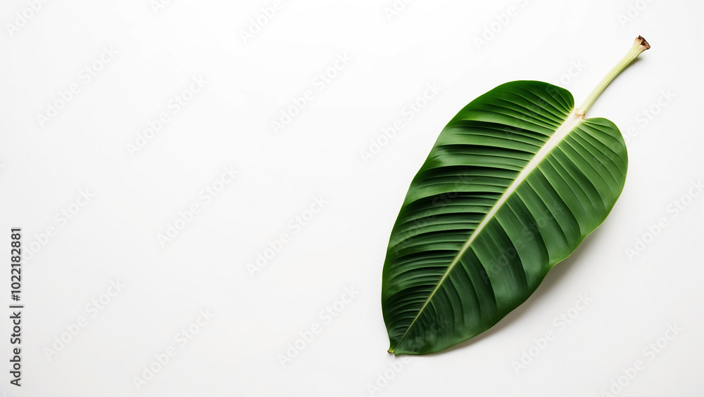 Obraz premium green leaf isolated on white background