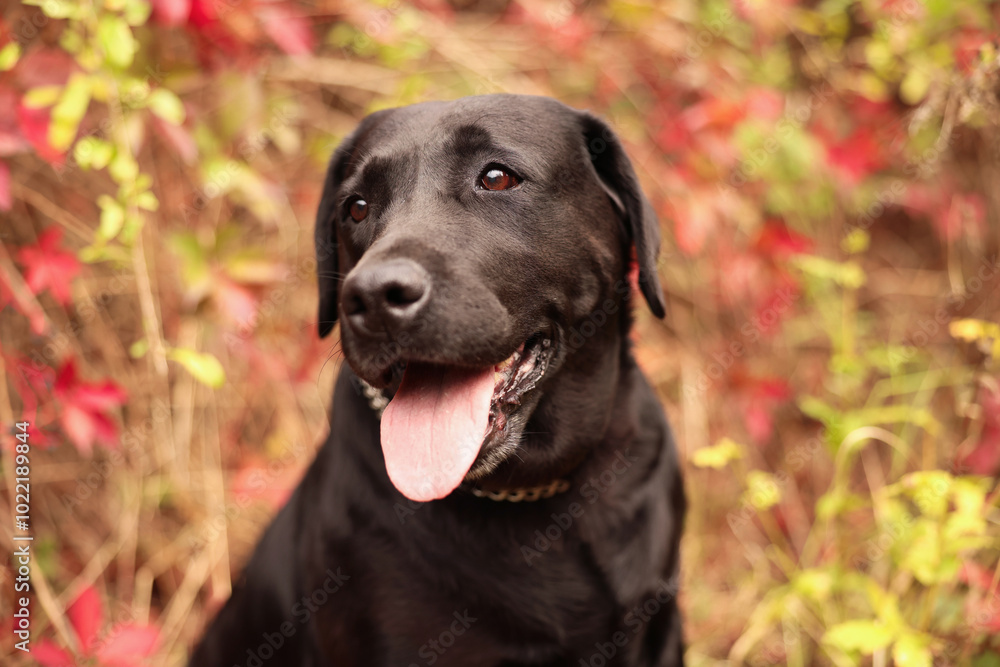 Portrait of adorable Labrador Retriever dog outdoors Portrait of adorable Labrador Retriever dog outdoors