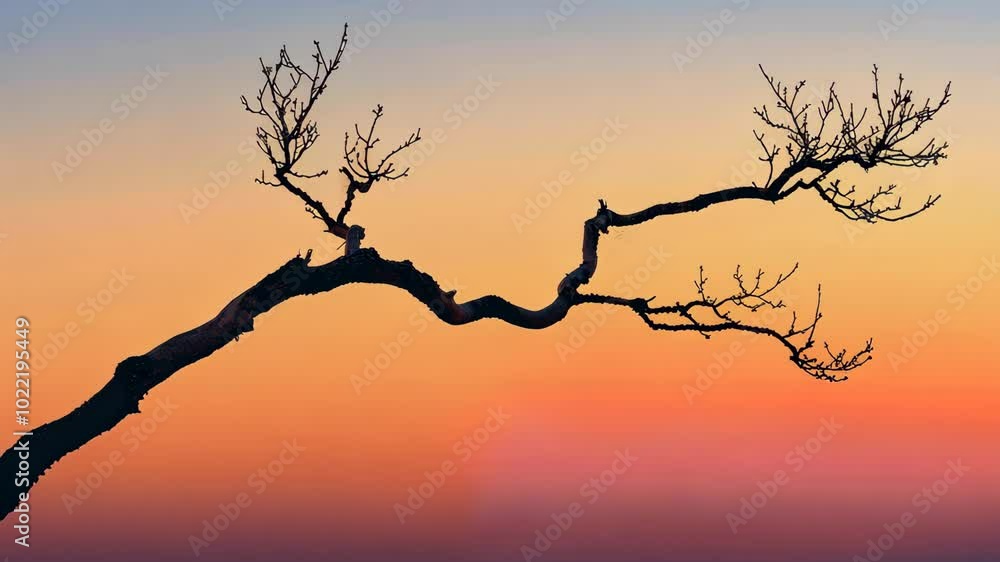 A lone tree branch stands in silhouette against a colorful sunset sky A lone tree branch stands in silhouette against a colorful sunset sky