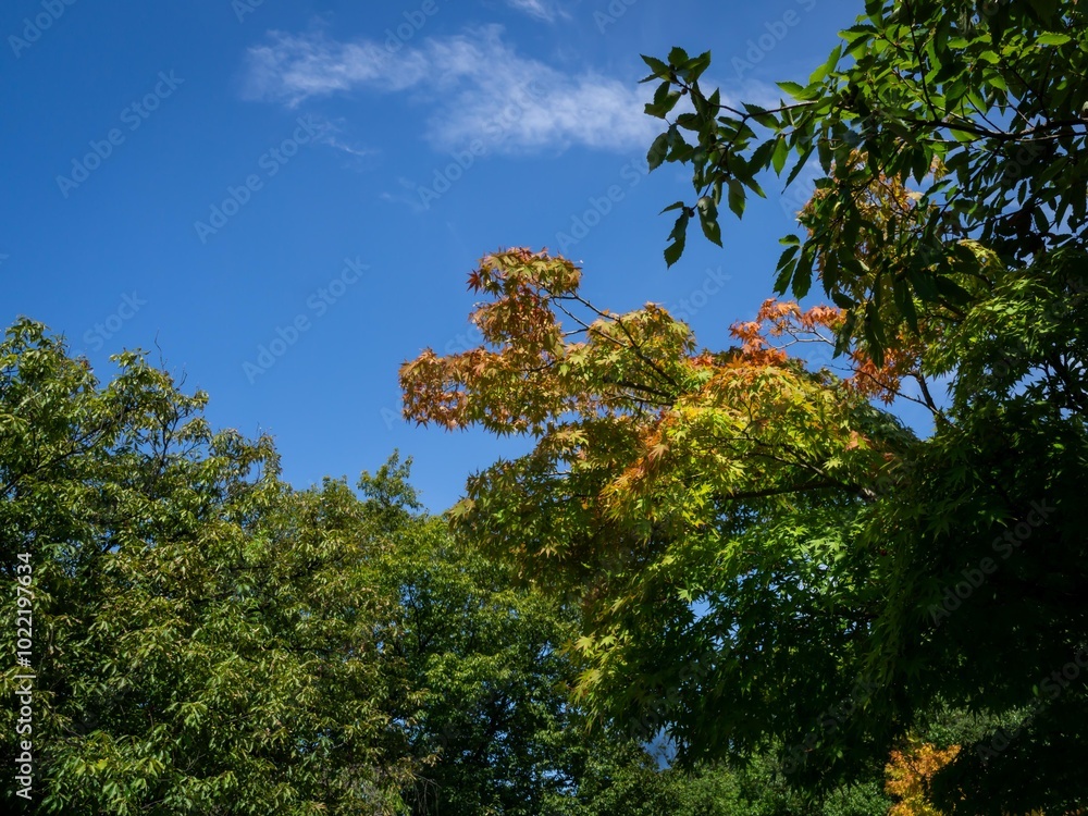 Obraz premium 夏の空