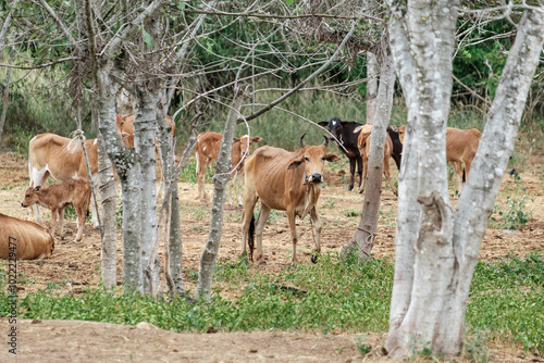 Cows in the rural outside field with trees