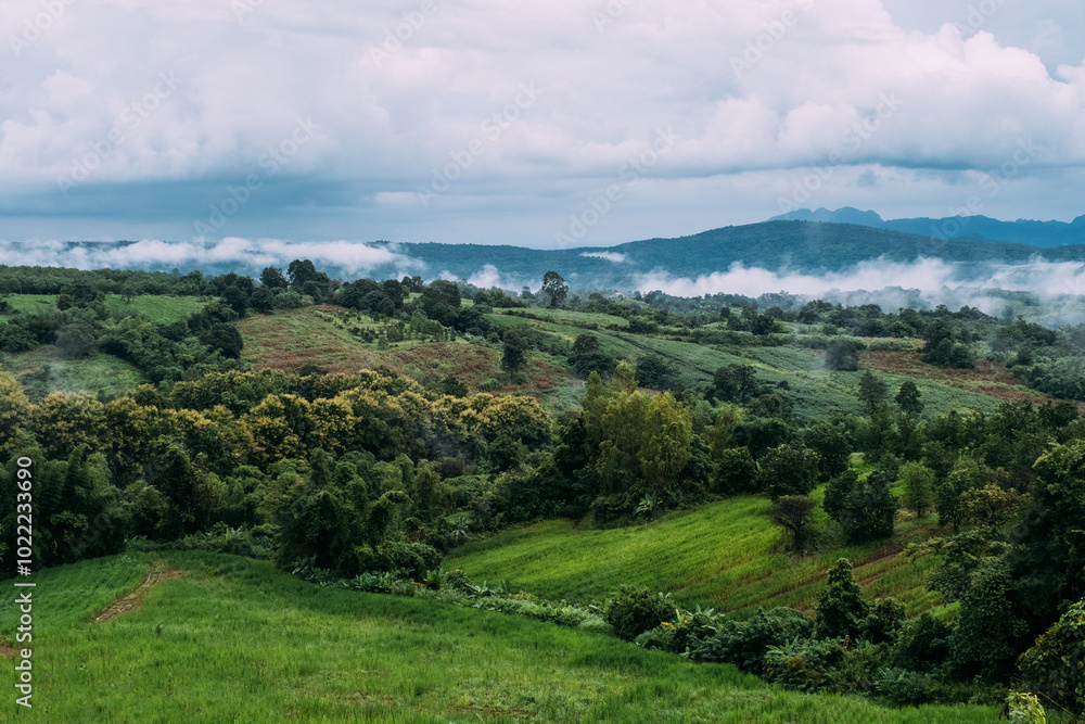 Fototapeta premium Beautiful landscape nature of rain forest and mountain background