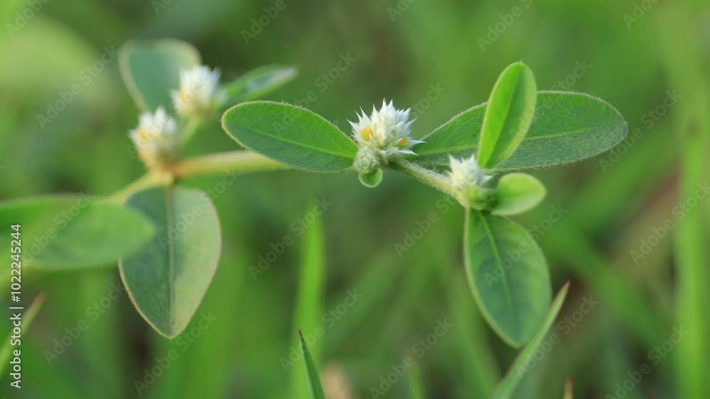 a small plant stands out with its delicate features. Its slender stems rise from the ground, crowned with tender leaves that seem to glisten with the morning dew. a small plant stands out with its delicate features. Its slender stems rise from the ground, crowned with tender leaves that seem to glisten with the morning dew.