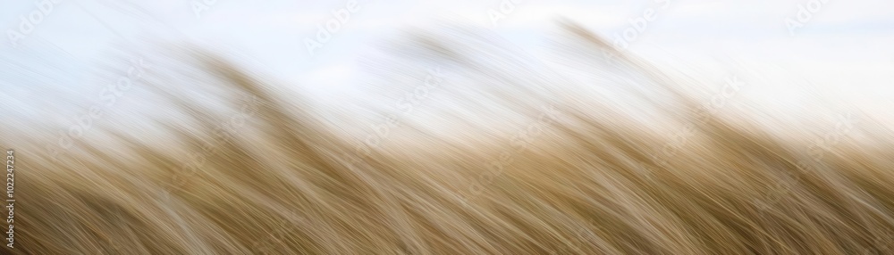 Slowmotion of wind blowing through tall grass, tall grass, natural calm Slowmotion of wind blowing through tall grass, tall grass, natural calm