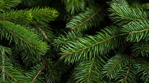 Lush Evergreen Fir Tree Branches Close up Texture for Nature Christmas Winter Designs