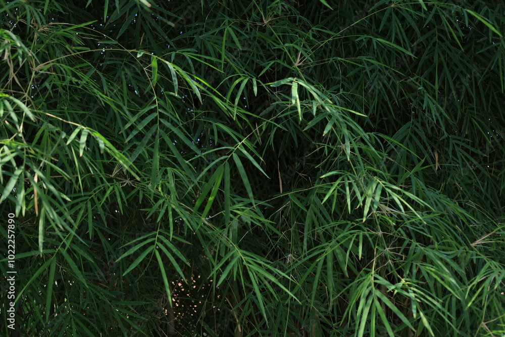 Bush bamboo leaves bright green color used as the background. Bush bamboo leaves bright green color used as the background.