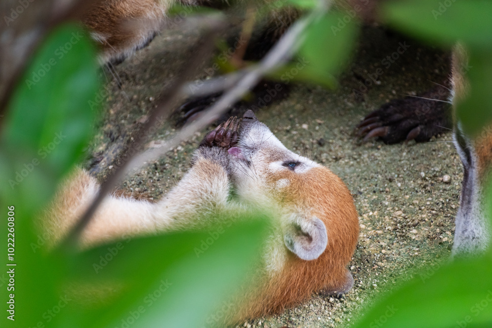 Obraz premium Mammal, wildlife. Baby coati lying on its back, playing with its paw.